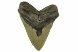 Fossil Megalodon Tooth - North Carolina #328247-1